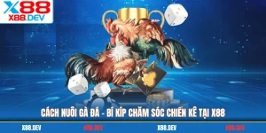 Cách Nuôi Gà Đá - Bí Kíp Chăm Sóc Chiến Kê Tại X88