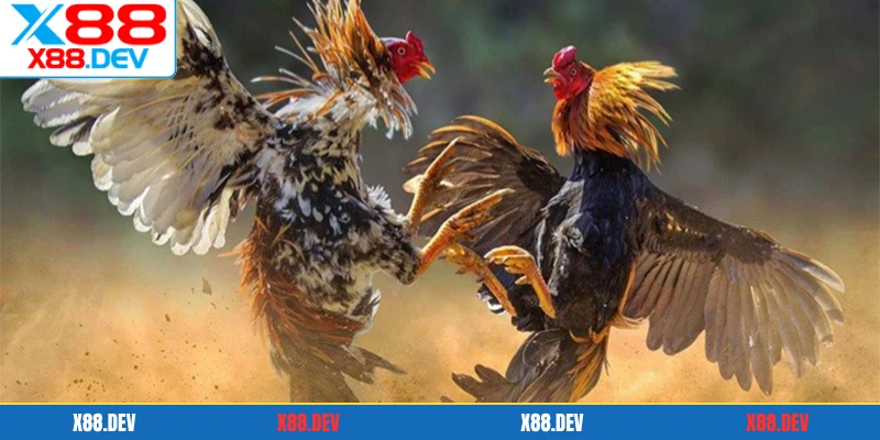 Cách nuôi gà đá chú ý chọn giống gà