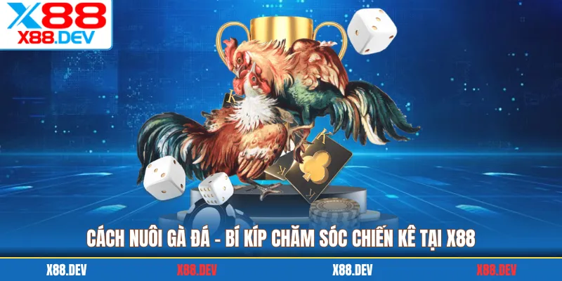 Cách Nuôi Gà Đá - Bí Kíp Chăm Sóc Chiến Kê Tại X88