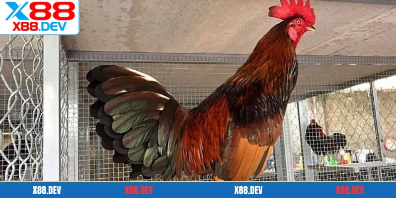 Chú ý vệ sinh chuồng trại
